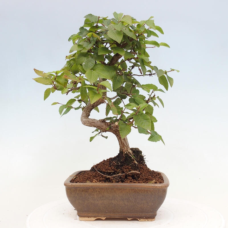 Bonsai ogrodowe - Carpinus CARPINOIDES - grab koreański