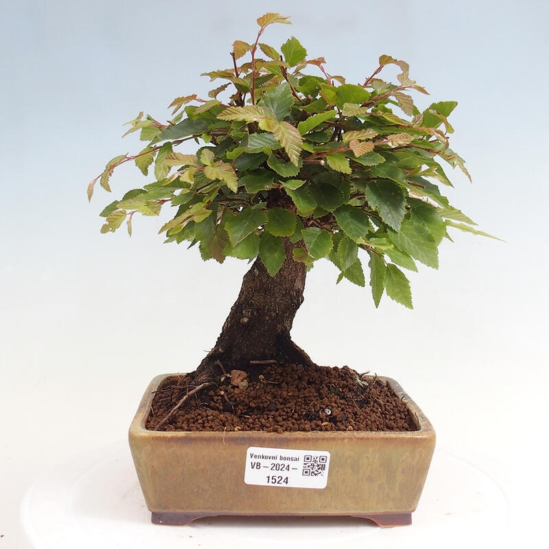 Na zewnątrz bonsai-Karpiny KARPINOWE - Koreański Grab