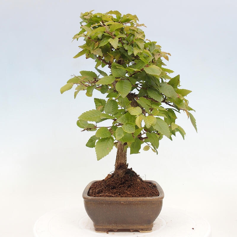 Bonsai zewnętrzne -Carpinus CARPINOIDES - grab koreański