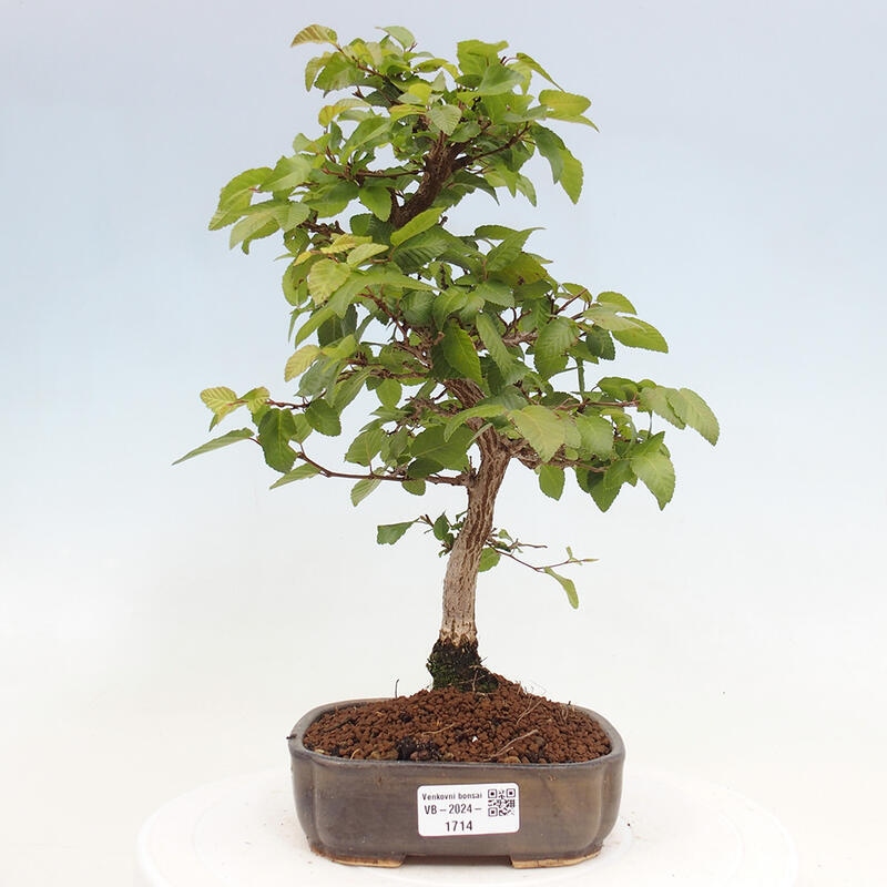 Bonsai zewnętrzne -Carpinus CARPINOIDES - grab koreański