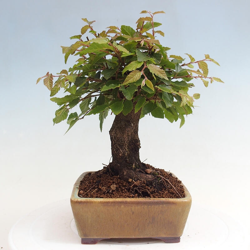 Na zewnątrz bonsai-Karpiny KARPINOWE - Koreański Grab