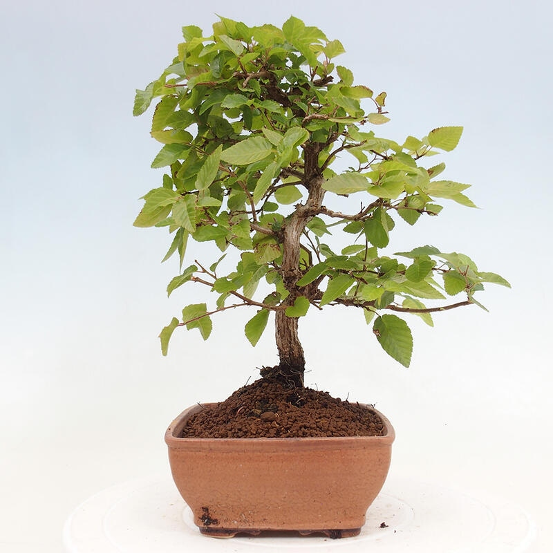 Bonsai zewnętrzne -Carpinus CARPINOIDES - grab koreański