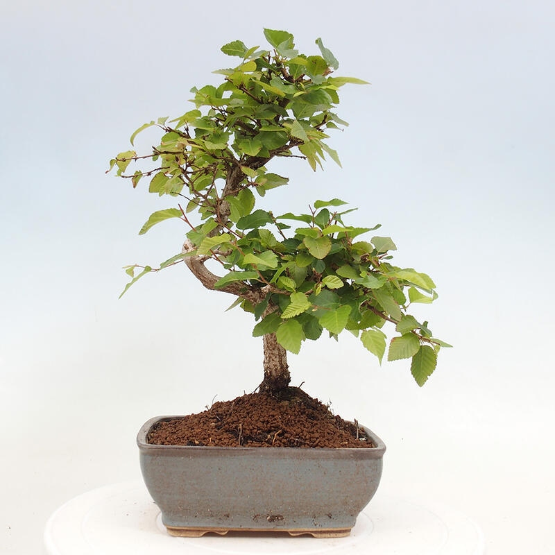 Bonsai ogrodowe - Carpinus CARPINOIDES - grab koreański