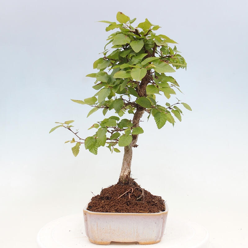 Bonsai zewnętrzne -Carpinus CARPINOIDES - grab koreański