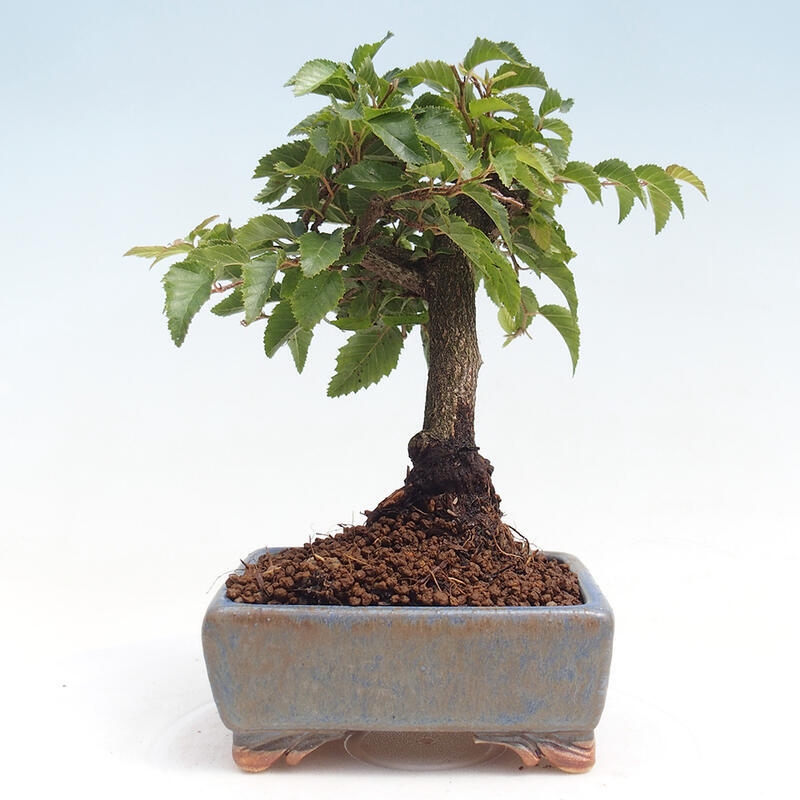 Na zewnątrz bonsai-Karpiny KARPINOWE - Koreański Grab