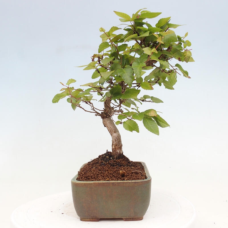 Bonsai zewnętrzne -Carpinus CARPINOIDES - grab koreański