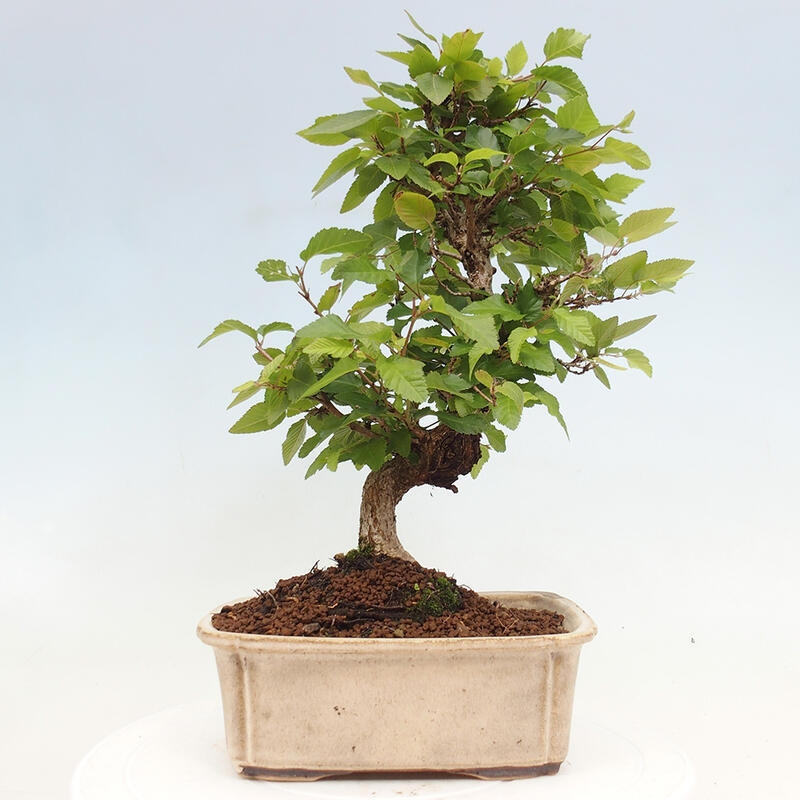 Bonsai zewnętrzne -Carpinus CARPINOIDES - grab koreański