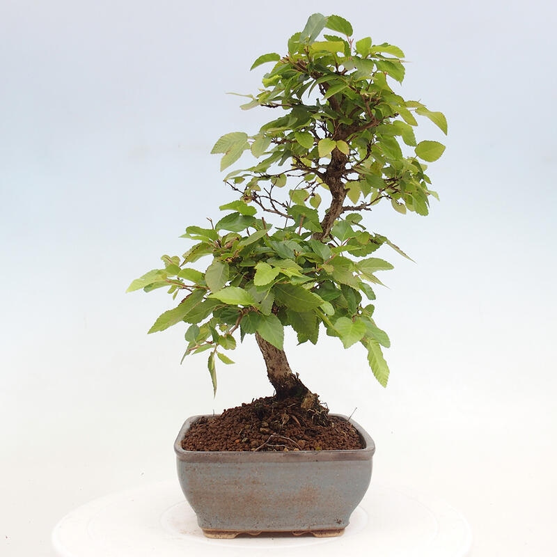 Bonsai ogrodowe - Carpinus CARPINOIDES - grab koreański