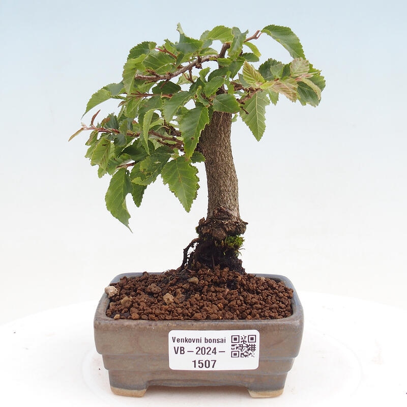 Na zewnątrz bonsai-Karpiny KARPINOWE - Koreański Grab