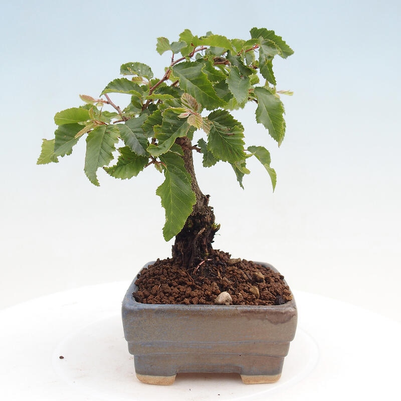 Na zewnątrz bonsai-Karpiny KARPINOWE - Koreański Grab