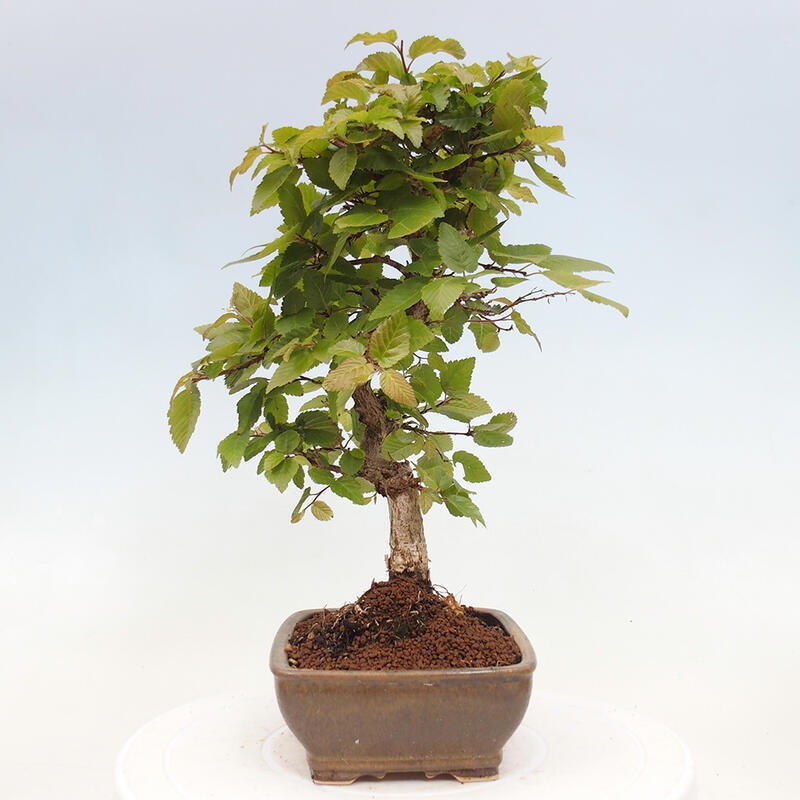 Bonsai zewnętrzne -Carpinus CARPINOIDES - grab koreański