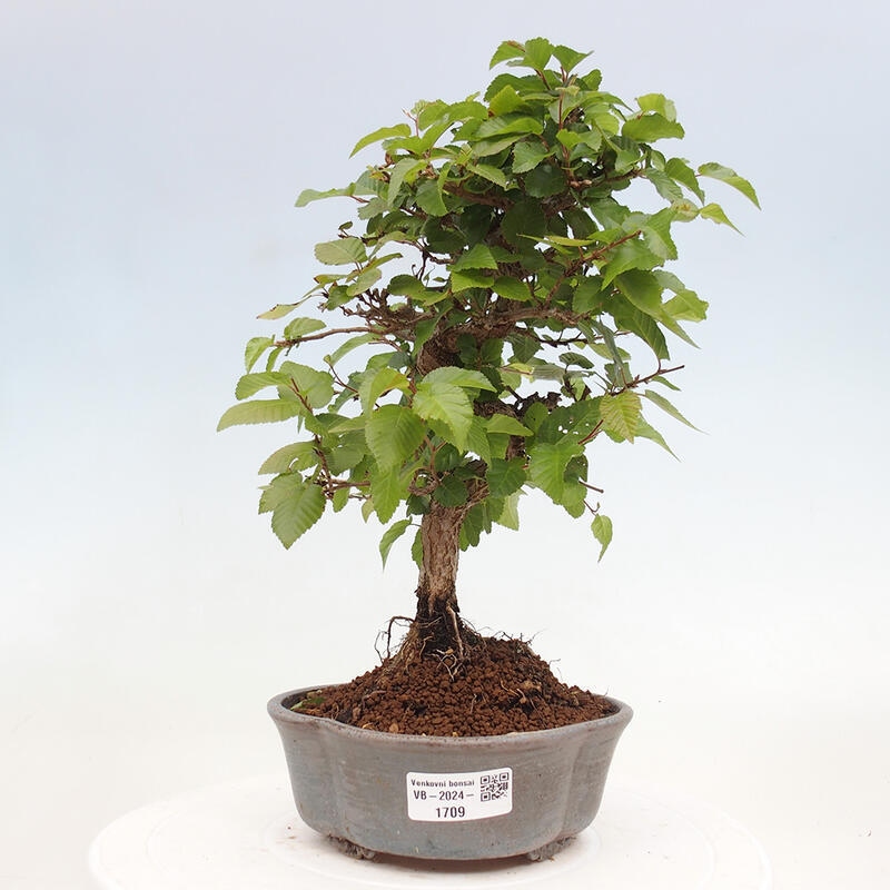 Bonsai ogrodowe - Carpinus CARPINOIDES - grab koreański