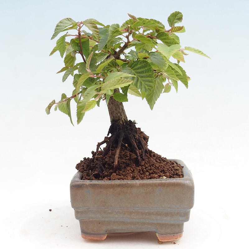 Na zewnątrz bonsai-Karpiny KARPINOWE - Koreański Grab