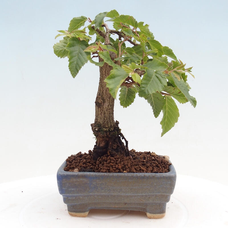 Na zewnątrz bonsai-Karpiny KARPINOWE - Koreański Grab