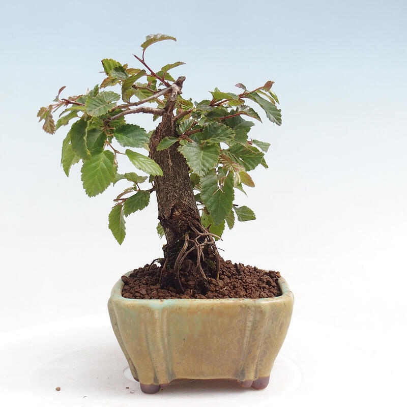 Na zewnątrz bonsai-Karpiny KARPINOWE - Koreański Grab