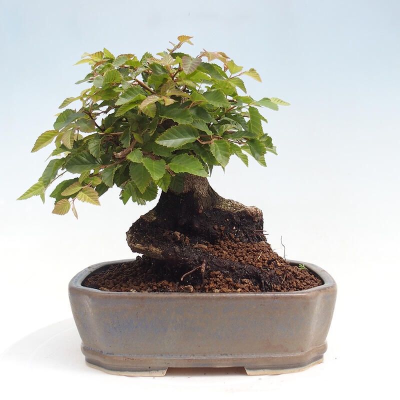 Na zewnątrz bonsai-Karpiny KARPINOWE - Koreański Grab