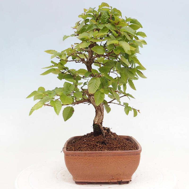 Bonsai zewnętrzne -Carpinus CARPINOIDES - grab koreański