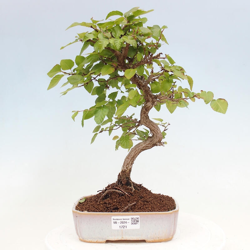 Bonsai zewnętrzne -Carpinus CARPINOIDES - grab koreański