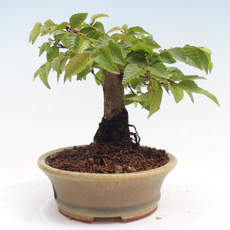 Na zewnątrz bonsai-Karpiny KARPINOWE - Koreański Grab