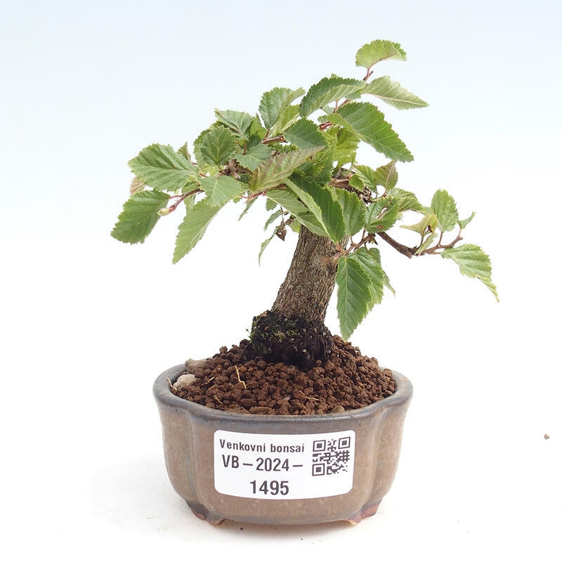 Na zewnątrz bonsai-Karpiny KARPINOWE - Koreański Grab