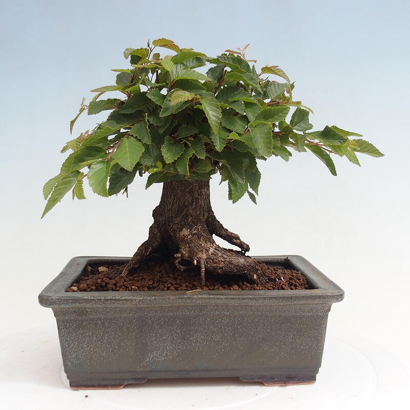 Na zewnątrz bonsai-Karpiny KARPINOWE - Koreański Grab