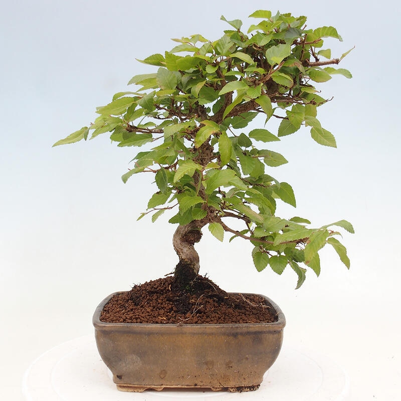 Bonsai zewnętrzne -Carpinus CARPINOIDES - grab koreański