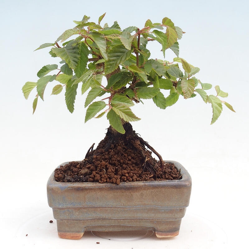 Na zewnątrz bonsai-Karpiny KARPINOWE - Koreański Grab