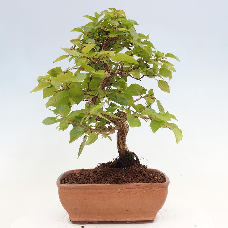 Bonsai zewnętrzne -Carpinus CARPINOIDES - grab koreański