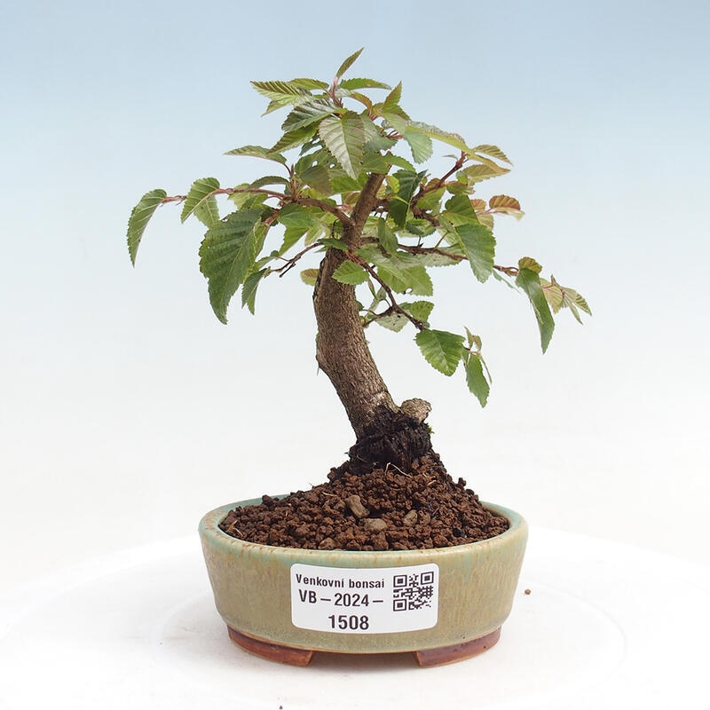 Na zewnątrz bonsai-Karpiny KARPINOWE - Koreański Grab