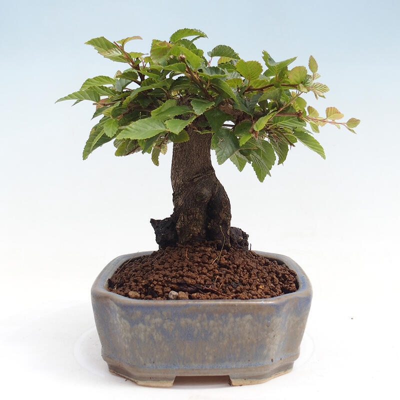 Na zewnątrz bonsai-Karpiny KARPINOWE - Koreański Grab