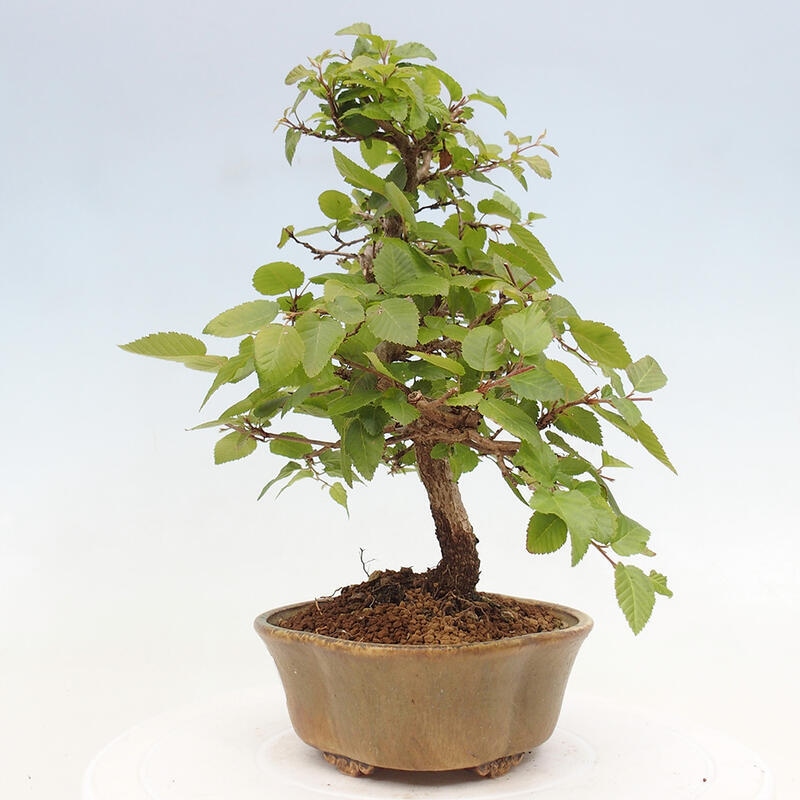 Bonsai ogrodowe - Carpinus CARPINOIDES - grab koreański