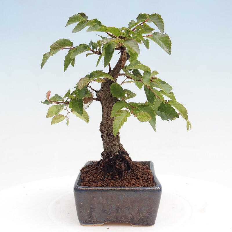 Na zewnątrz bonsai-Karpiny KARPINOWE - Koreański Grab