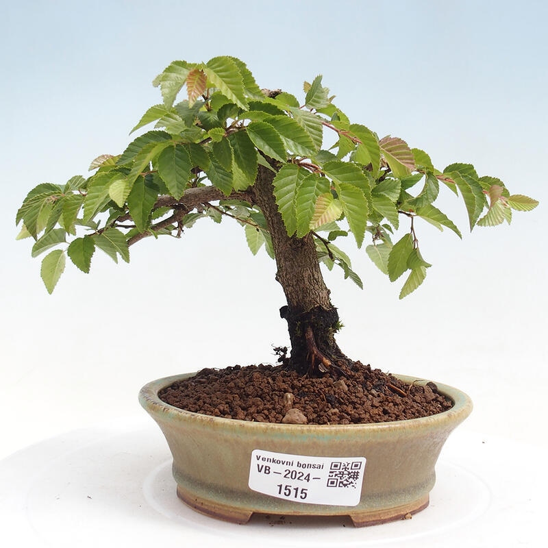 Na zewnątrz bonsai-Karpiny KARPINOWE - Koreański Grab