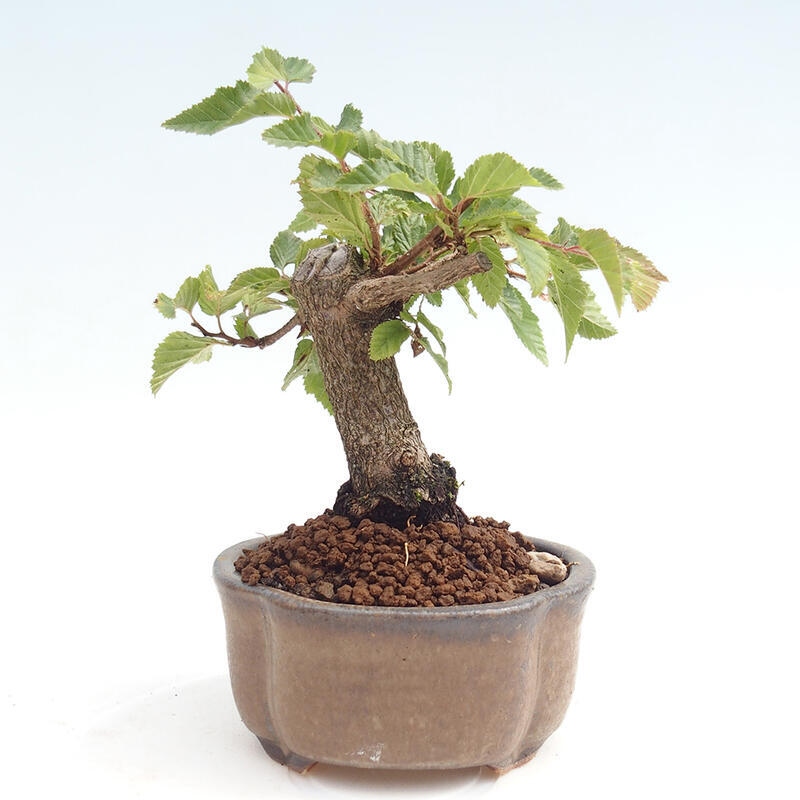 Na zewnątrz bonsai-Karpiny KARPINOWE - Koreański Grab