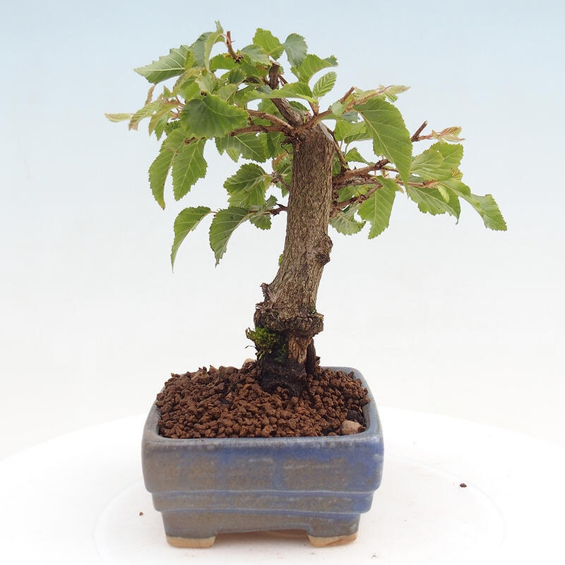 Na zewnątrz bonsai-Karpiny KARPINOWE - Koreański Grab