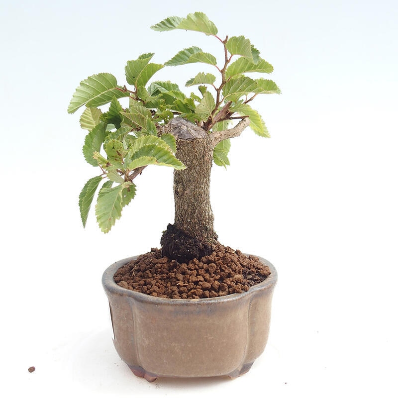 Na zewnątrz bonsai-Karpiny KARPINOWE - Koreański Grab