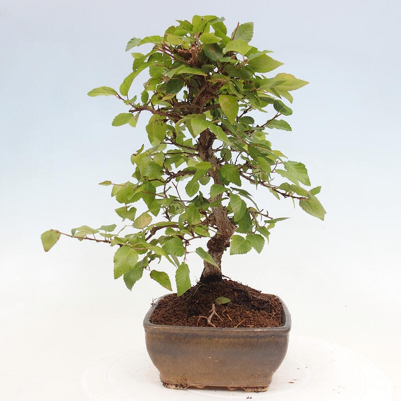 Bonsai zewnętrzne -Carpinus CARPINOIDES - grab koreański