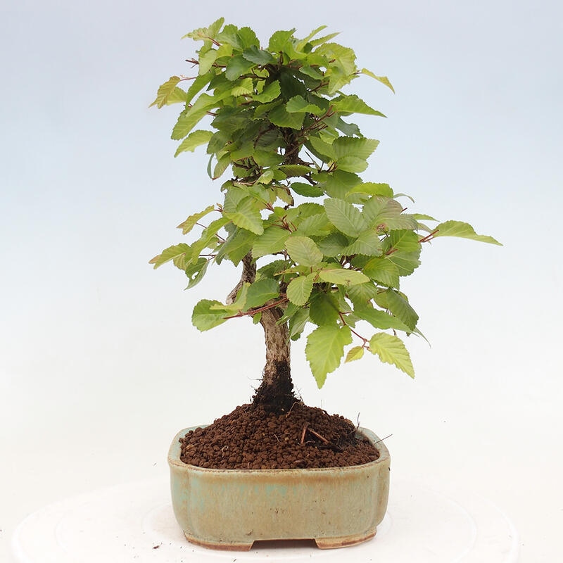 Bonsai ogrodowe - Carpinus CARPINOIDES - grab koreański