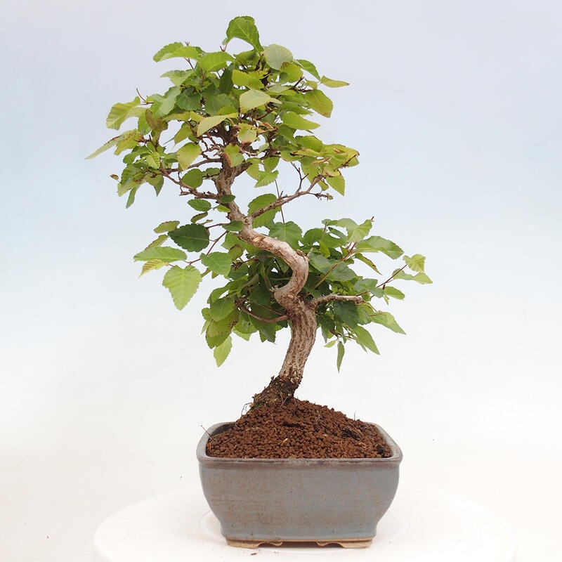 Bonsai ogrodowe - Carpinus CARPINOIDES - grab koreański