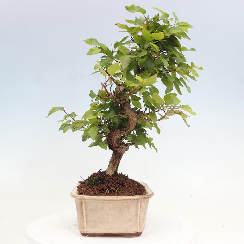 Bonsai zewnętrzne -Carpinus CARPINOIDES - grab koreański