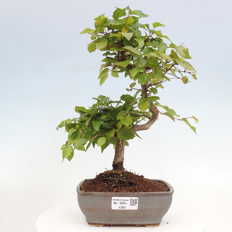 Bonsai ogrodowe - Carpinus CARPINOIDES - grab koreański