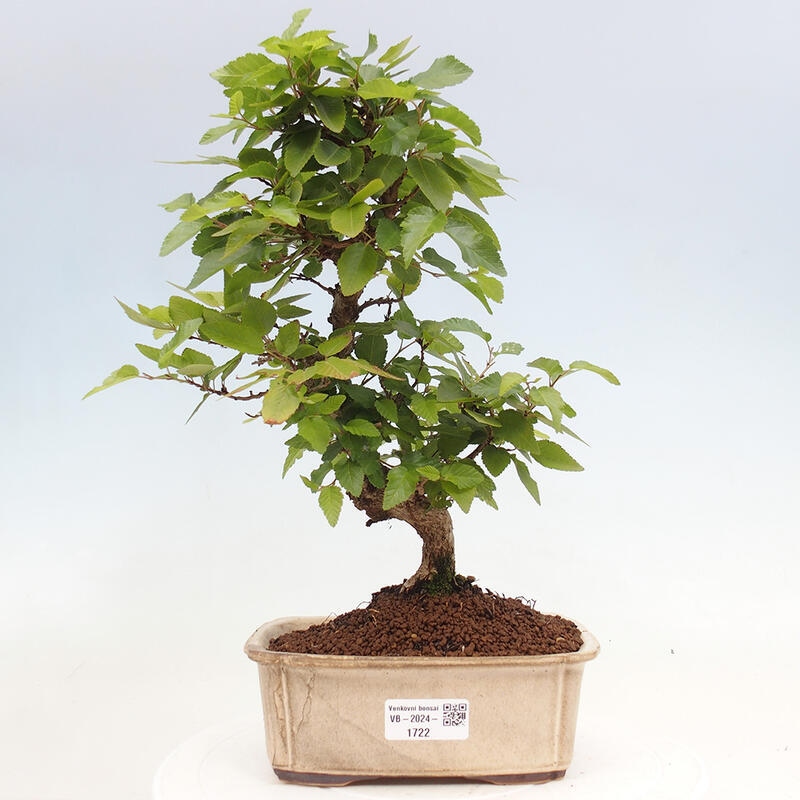 Bonsai zewnętrzne -Carpinus CARPINOIDES - grab koreański