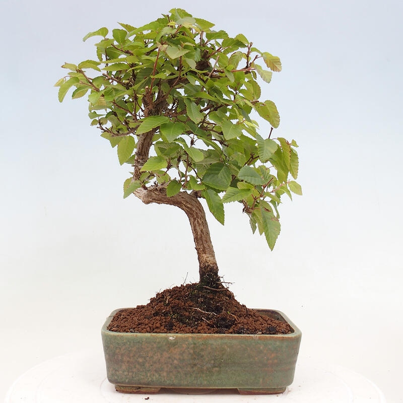 Bonsai zewnętrzne -Carpinus CARPINOIDES - grab koreański