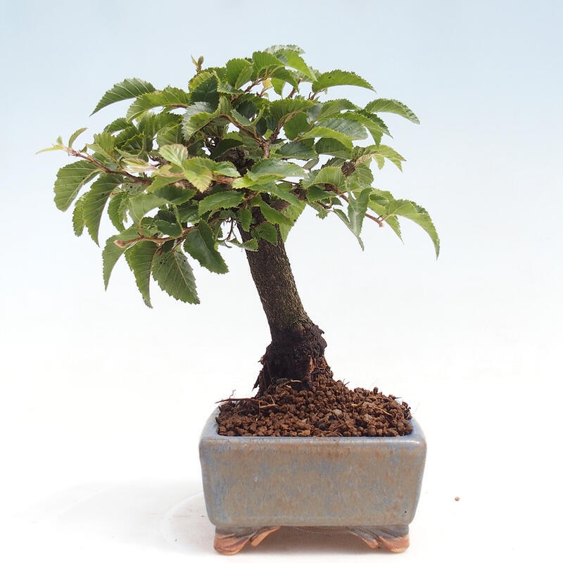 Na zewnątrz bonsai-Karpiny KARPINOWE - Koreański Grab