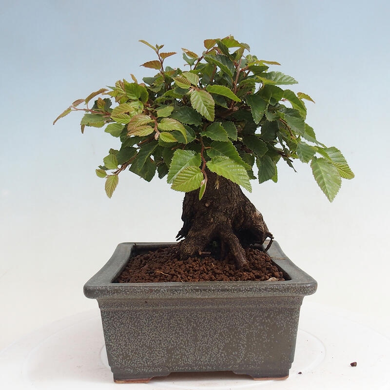 Na zewnątrz bonsai-Karpiny KARPINOWE - Koreański Grab