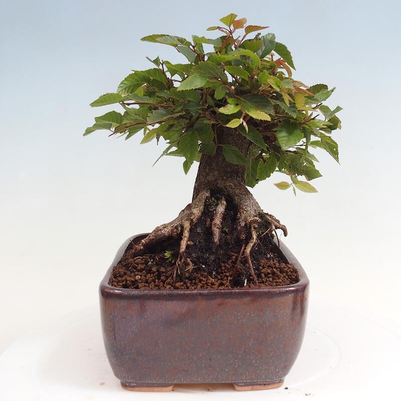 Na zewnątrz bonsai-Karpiny KARPINOWE - Koreański Grab