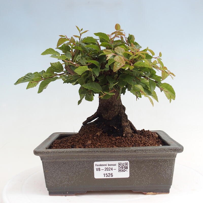 Na zewnątrz bonsai-Karpiny KARPINOWE - Koreański Grab