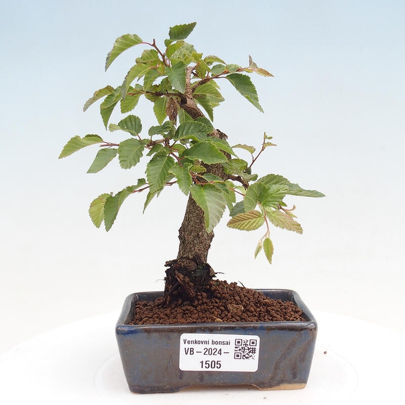 Na zewnątrz bonsai-Karpiny KARPINOWE - Koreański Grab