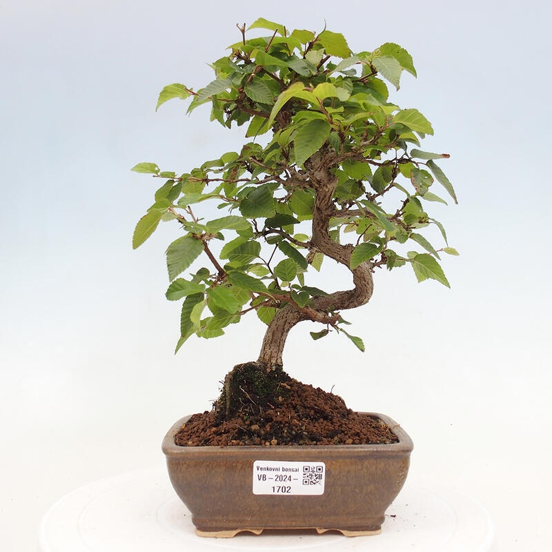 Bonsai ogrodowe - Carpinus CARPINOIDES - grab koreański