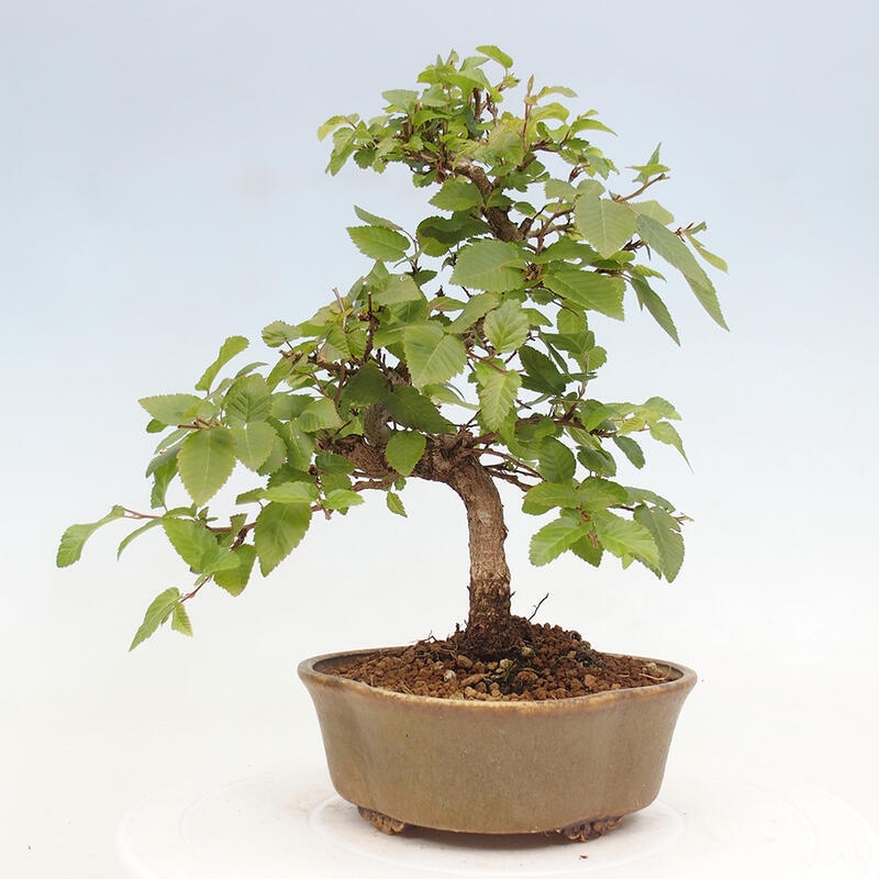 Bonsai ogrodowe - Carpinus CARPINOIDES - grab koreański